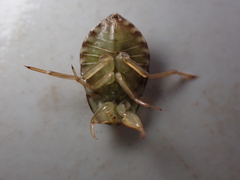 Naucoridae