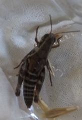 Melanoplus dawsoni