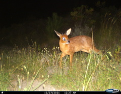 Raphicerus melanotis
