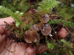 Ciboria rufofusca