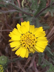 Deinandra