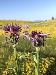Centaurea napulifera tuberosa