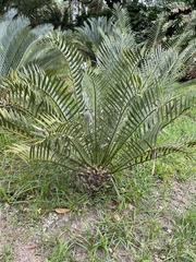 Encephalartos trispinosus