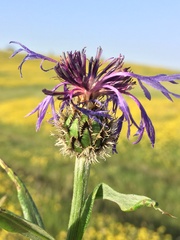 Centaurea napulifera tuberosa