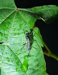 Cryptinae