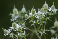 Eryngium heterophyllum