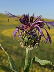 Centaurea napulifera tuberosa