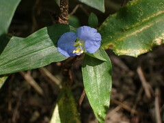 Commelina auriculata