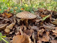 Echinoderma