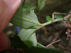 Commelina auriculata