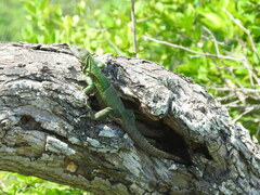 Ctenosaura acanthura