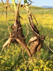 Centaurea napulifera tuberosa