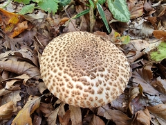 Echinoderma