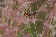 Chlosyne lacinia adjutrix