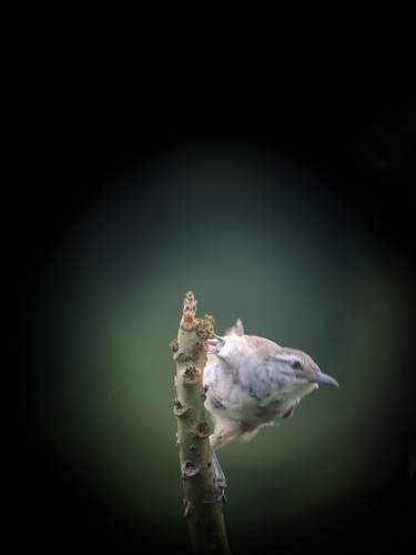 Isthmian Wren (Cantorchilus elutus), photo 6