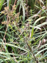 Galium verum