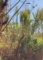 Callithrix penicillata