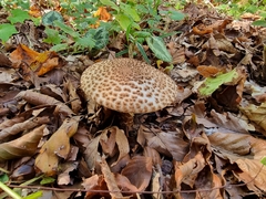 Echinoderma