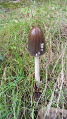 Coprinopsis picacea