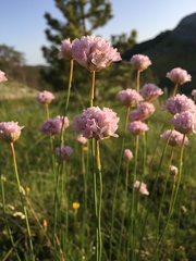 Armeria canescens
