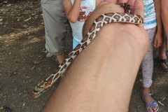 Pseudelaphe flavirufa