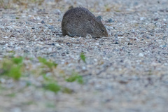 Sigmodon mascotensis