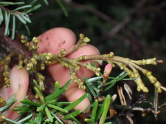 Arceuthobium tsugense