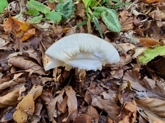 Echinoderma