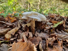 Echinoderma