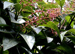 Miconia trinervia