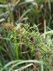 Galium verum