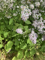 Symphyotrichum cordifolium