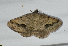 Frederickia s-signata