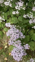 Symphyotrichum cordifolium
