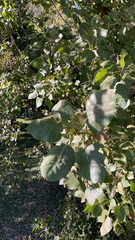 Populus fremontii