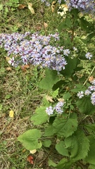 Symphyotrichum cordifolium
