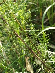 Galium verum