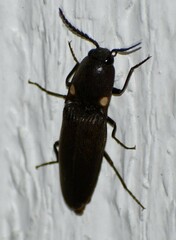 Deilelater physoderus