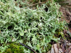 Cladonia turgida
