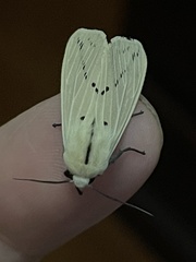 Spilosoma obliqua