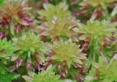 Sphagnum capillifolium