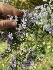 Symphyotrichum cordifolium