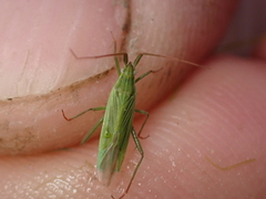 Stenodema calcarata
