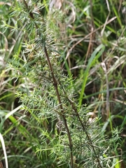 Galium verum