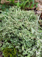 Cladonia turgida
