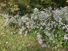 Symphyotrichum cordifolium