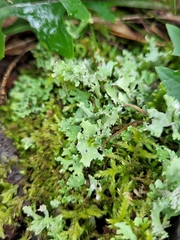 Cladonia turgida
