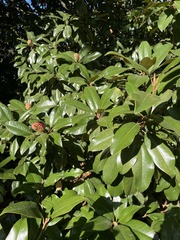 Magnolia grandiflora