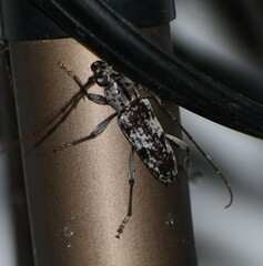 Elaphidion mimeticum