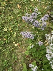 Symphyotrichum cordifolium